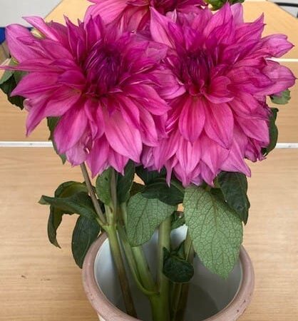 Three vibrant pink flowers—dahlias with green leaves—in a white ceramic pot are placed on a light wooden table, with a blurred indoor background, making a lovely arrangement to express thanks.