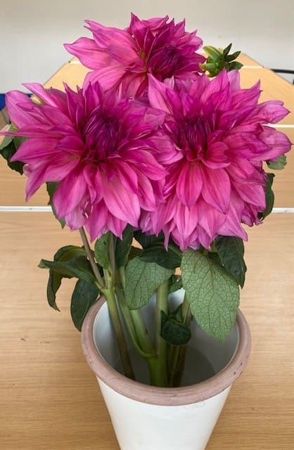 Three vibrant pink flowers—dahlias with green leaves—in a white ceramic pot are placed on a light wooden table, with a blurred indoor background, making a lovely arrangement to express thanks.